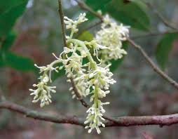 Image result for Haplocoelum foliolosum