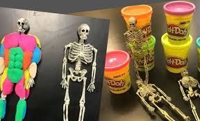 Bones in human body provide basic structural shape and support. 26 Interactive Ways To Teach Kids The Anatomy Of The Human Body