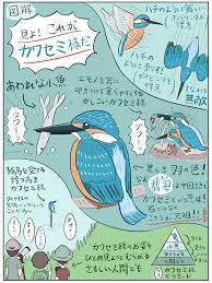 カワセミ様と私 沼の見える街 動物 図鑑 カワセミ 鳥 図鑑
