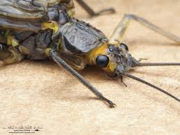 Image result for Perlidae