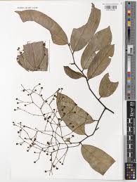 Image result for Monanthotaxis buchananii