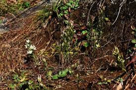 Image result for Swertia welwitschii