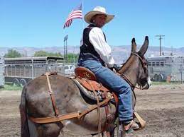 Ericksen's saddlery was founded in ennis mt, in 1988 under the name steppin' out boot repair and specialized, as the name suggests, in the repair of boots and shoes. Ericksen Saddles At The Dj Bar Ranch