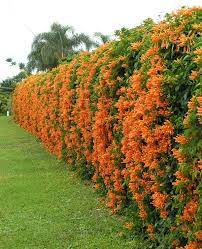 Flowers are out now on our regular orange trumpet vines. Pin By Sage Gardens On Beautiful Gardens Fence Landscaping Evergreen Plants Plants