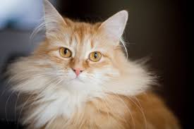 Pay attention to the armpits and the belly, where hair gets tangled easily. 11 Tips For Looking After Long Haired Cats Cat S Best