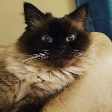 Fur is a great indicator of your kitty's overall health: Tips For Cleaning Your Cat S Fur Ears Eyes More Tails Tips