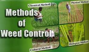 Pdf | paper presented at the joint meeting for the. Biological Pest Control Uses Advantages And Disadvantages Science Online
