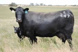 Ardrossan angus sale topper at $24,000 to average $7155. Angus Dams Mandayen Limousin