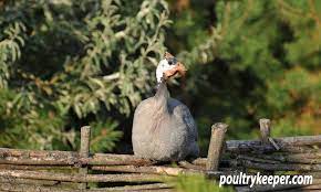 They are growing in popularity in. Beginners Guide To Keeping Guinea Fowl