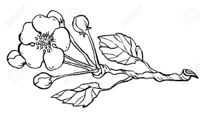 Download apple blossoms images and photos. Apple Tree Branch In Blossom Line Art Isolated On A White Hand Drawing Vector Illustration Royalty Free Cliparts Vectors And Stock Illustration Image 51741022