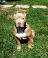 If you have been looking for a quality blue pitbull puppy and haven't had much luck then you came to the right website. Xxl Biggest Best Extreme Pitbulls American Bully Breeder Kennel Tri Puppies For Sale Massive American Bully