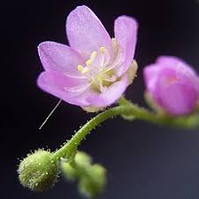 Image result for Drosera madagascariensis