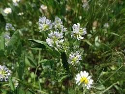 Image result for Trigonella laciniata