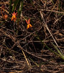 Image result for Stathmostelma pauciflorum