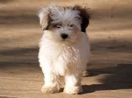 Shih Tzu Pomeranian Mix Black And Brown Happy Shih Tzu Pomeranian Mix Yahoo Image Search Results Shih Tzu Maltese Mix Maltese Shih Tzu Maltese Mix