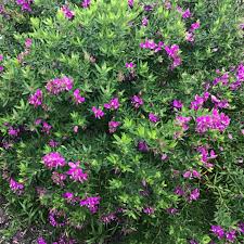 Image result for Polygala marensis
