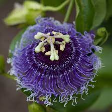 Pandavulu Kauravulu Beautiful Flowers Flowers Photo Sharing