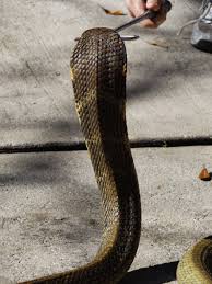 The entrance to the first site of the standoff in kampung tanduo, now a malaysian army camp. Malaysian King Cobra Hood By Animal Information Fur Affinity Dot Net