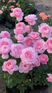 pin de hana em garden video em 2020 imagens de flores lindas imagens de flores gifs espetaculares