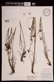 Image result for Zygotritonia