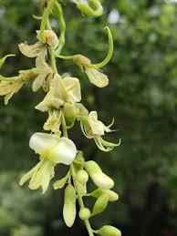 Image result for Styphnolobium