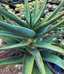 This cacti is gloriously healthy plant with corky striped leaves. Aloe Barberae X Dichotoma The Cactus King