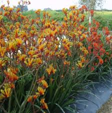 Image result for Anigozanthos