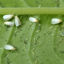In short, you're going to want to make a mixture of oil, soap, and water and use a spray bottle to apply. How To Control Whiteflies Planet Natural