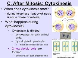 It is continuously occurring throughout our bodies; Unit 7 Cellular Reproduction Ppt Video Online Download