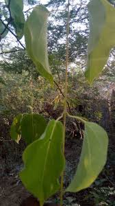 Image result for Xysmalobium sessile