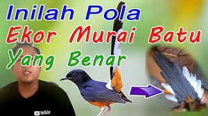 Panjang ekor burung ini biasanya antara 20 hingga 30 cm. Inilah Pola Ekor Murai Batu Yang Benar Youtube