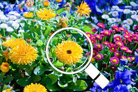 We did not find results for: An Incredibly Easy Way To Identify Any Plant Or Weed And It S Free