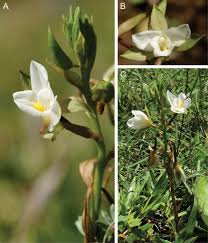 Image result for Eulophia ovalis