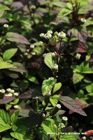 Image result for Lippia scaberrima