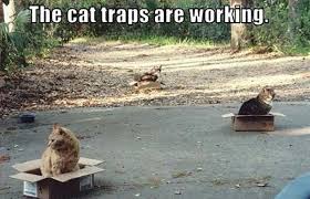 Nov 20, 2020 · the funniest cat memes. 60 Cutest Cat Meme Meme Central