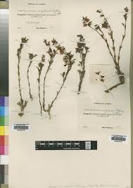 Image result for Acacia welwitschii