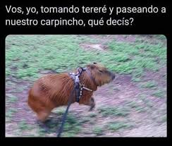 Check spelling or type a new query. Carpinchos Haciendo Cosas Carpinchomemes Twitter