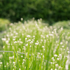 Image result for Xysmalobium alatum