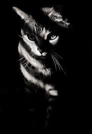 Black And White Striped Cat Black White Cat Photography Animals Beautiful Cats