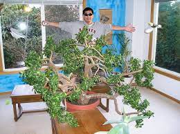 Called friendship tree, lucky plant and money tree also. Why Jade Plants Are The Lucky Charm Gardenware