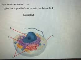 Check spelling or type a new query. Label The Organelles Structures In The Animal Cell 1 2 3 4 Please Answer Correctly Will Be Brainly Com