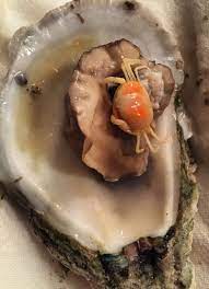 A Freshly Roasted Oyster And Pea Crab Pea Crabs Are Nothing To Worry About Learn Why Food Food Science Roasted Peas