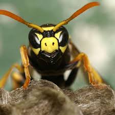 Aber trotz aller euphorie gilt es, grundlegende dinge zu beachten und vor allem die kosten nicht aus den augen zu verlieren. Die Meisten Wespenarten Sind Friedlicher Als Man Denkt Hier Einige Tipps Was Man Gegen Die Lastigen Insekten Tun Kann Landkreis