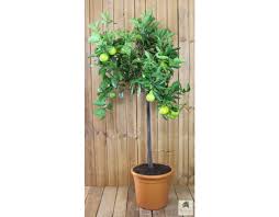 Vom oragenbaum neben dem bus gibts also erstmal zwei ``frischer gehts nicht orangen`` und der fruchtzucker tut dann sein übriges um mich die bikes noch etwas putzen zu lassen. Orangenbaum Grande