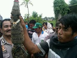 Lidah buaya atau yang dalam nama latinnya disebut dengan aloe vera adalah tanaman yang tumbuh di iklim tropis dengan bentuk menyerupai kaktus. Buaya Sering Lepas Warga Deli Serdang Tuntut Penangkaran Ditutup