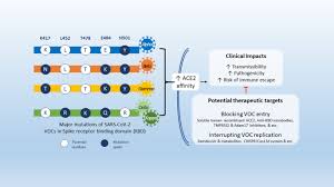 Changes to the 'spike' protein explain alpha's faster spread, and how the beta variant evades immune responses, suggesting the need for a booster with an updated vaccine. Emerging Sars Cov 2 Variants Of Concern And Potential Intervention Approaches Critical Care Full Text