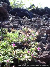 Image result for Portulaca foliosa