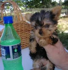 Teacup yorkie is a smaller version of its parent yorkshire terrier. Free Teacup Puppies For Sale United States Pets 1