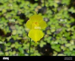 Image result for Utricularia gibba