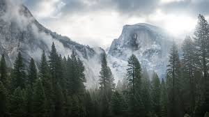 Yosemite Wallpaper Nature Forest Yosemite 5k Wallpapers Forest Osx Apple Mountains Yosemite Wallpaper Mountain Wallpaper Forest Wallpaper